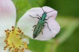 Foto af Tyklårssolbille (Oedemera nobilis) | Han