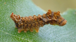 Foto af Tandet seglvinge (Falcaria lacertinaria) | Larve