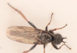 Foto af Bibio lanigerus (Bibio lanigerus) | Han