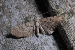 Foto af Tidlig enebærdværgmåler (Eupithecia intricata) | Standardfoto