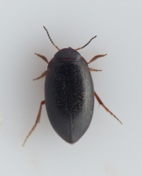 Foto af Fladtrykt vandkalv (Hydroporus planus) | Standardfoto