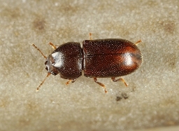 Foto af Cis bidentatus (Cis bidentatus) | Han