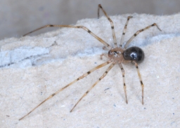 Foto af Nesticus cellulanus (Nesticus cellulanus) | Hun