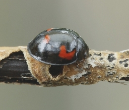 Foto af Fireplettet mariehøne (Exochomus quadripustulatus) | Standardfoto
