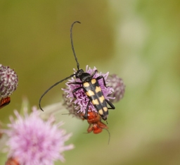 Foto af Firebåndet blomsterbuk (Leptura quadrifasciata) | Han