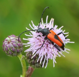 Foto af Hjerteplettet blomsterbuk (Stictoleptura cordigera) | Standardfoto