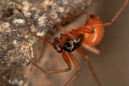 Foto af Sorthaleedderkop (Ostearius melanopygius) | Den mest typiske farvevariant. Bemærk tuberklen på kæben