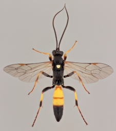 Foto af Ichneumon insidiosus (Ichneumon insidiosus) | Malcolm Storey