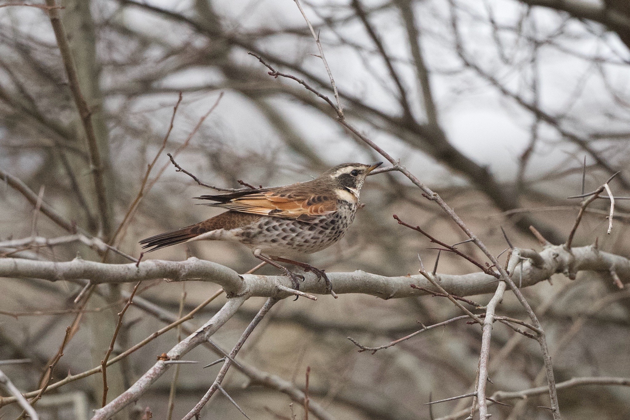 Dusky Thrush (Turdus eunomus), photo 3