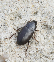 Foto af Rødfodet markløber (Harpalus tardus) | Standardfoto