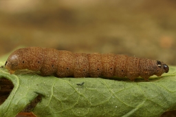 Foto af Rødhovedet overvintringsugle (Conistra erythrocephala) | Larve