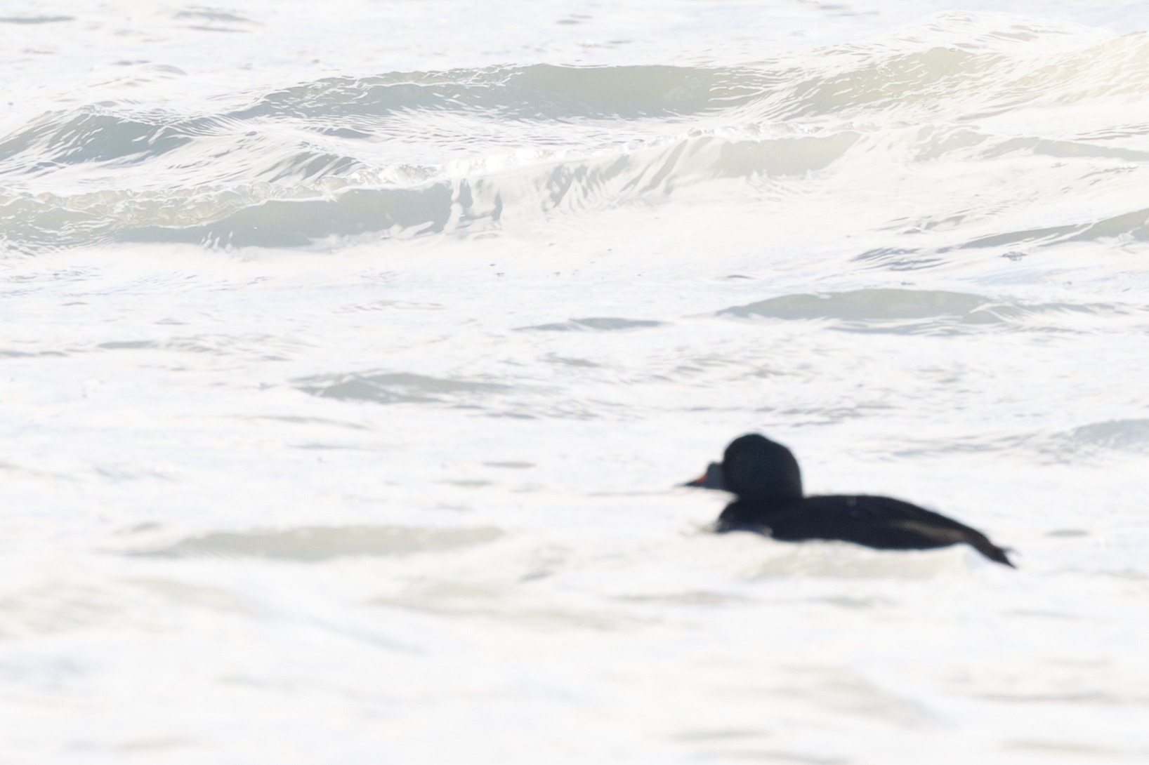Common Scoter (Melanitta nigra), photo 5