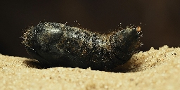 Foto af Brunhale (Euproctis chrysorrhoea) | Puppe