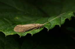 Foto af Ceraclea senilis (Ceraclea senilis) | Hun