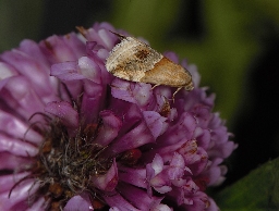 Foto af Mini-pragtugle (Eublemma parva) | Han