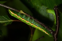 Foto af Karmeliterspinder (Odontosia carmelita) | Larve