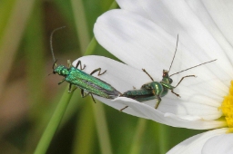 Foto af Tyklårssolbille (Oedemera nobilis) | Andet