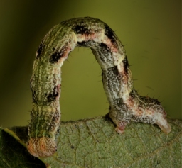 Foto af Pileringmåler (Cyclophora pendularia) | Larve