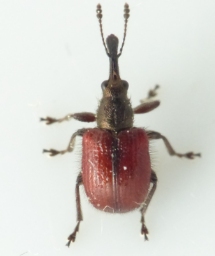 Foto af Tatianaerhynchites aequatus (Tatianaerhynchites aequatus) | Standardfoto