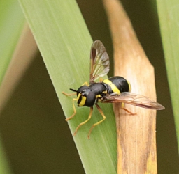 Foto af Tobåndet hvepsesvirreflue (Chrysotoxum bicinctum) | Hun