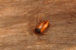 Foto af Hydroporus neglectus (Hydroporus neglectus)