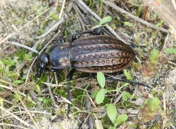 Foto af Dyndløber (Carabus clathratus) | Standardfoto