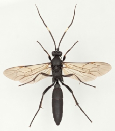 Foto af Stenichneumon culpator (Stenichneumon culpator) | Malcolm Storey