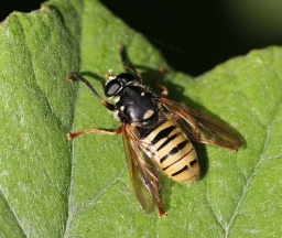 Foto af Halvmåne-vedsvirreflue (Temnostoma meridionale) | Han