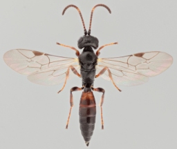Foto af Tycherus suspicax (Tycherus suspicax) | Malcolm Storey