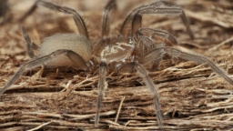 Foto af Masteria boggildi (Masteria boggildi) | Hun
