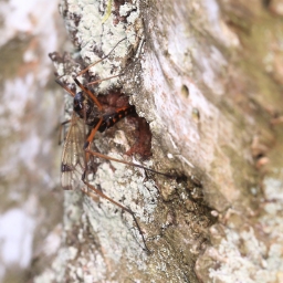 Foto af Dictenidia bimaculata (Dictenidia bimaculata) | Andet