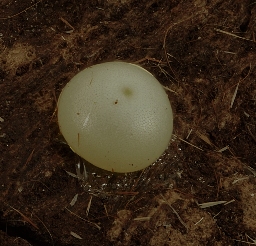 Foto af Karmeliterspinder (Odontosia carmelita) | Æg