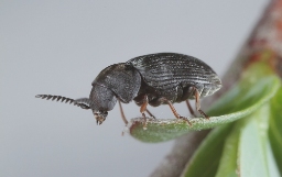 Foto af Xyletinus hanseni (Xyletinus hanseni) | Standardfoto