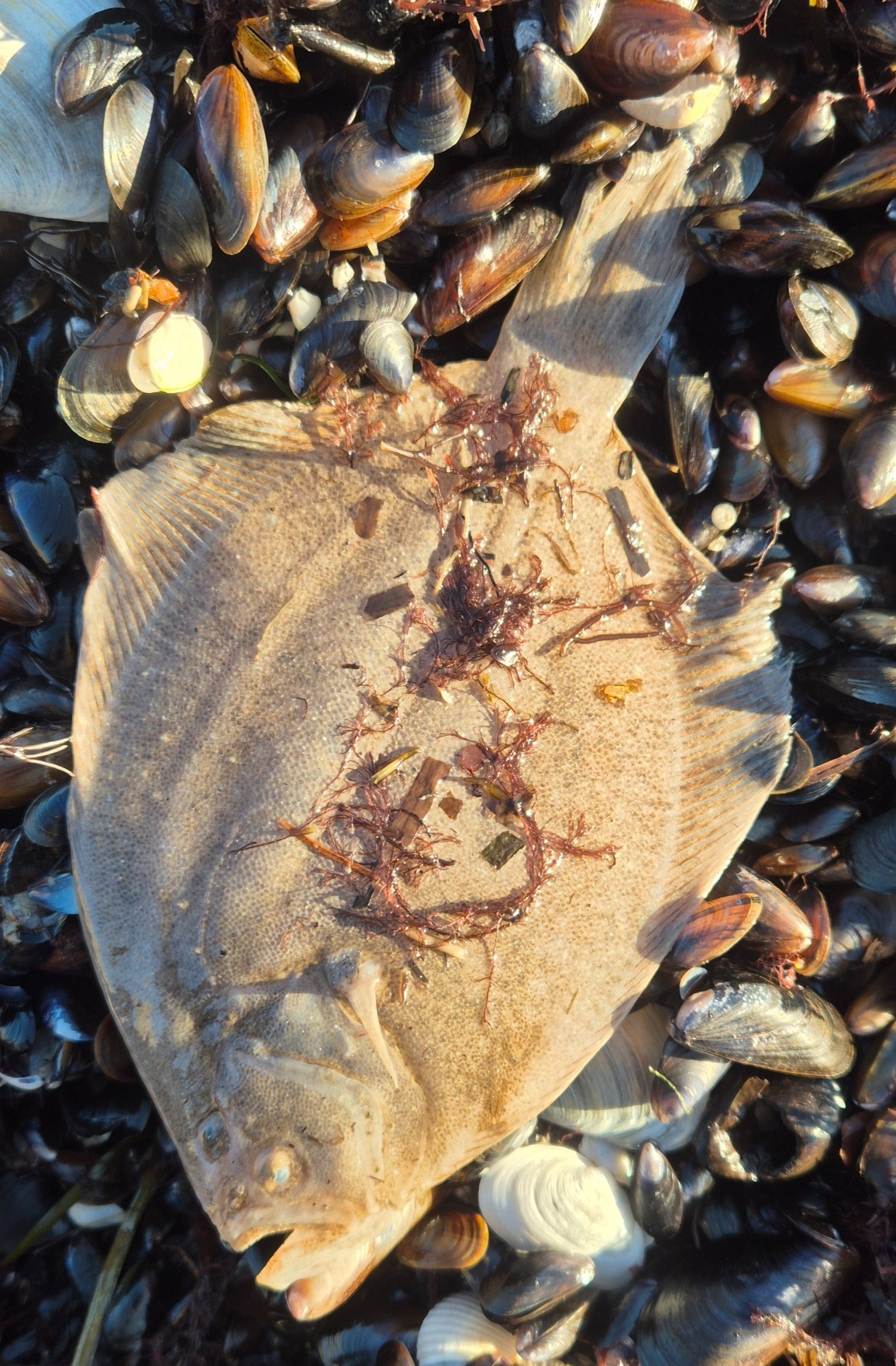 Brill (Scophthalmus rhombus) — Scophthalmidae