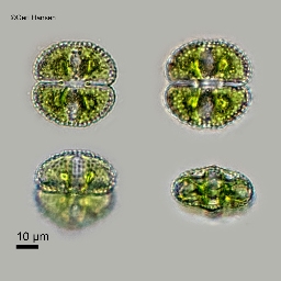 Foto af Cosmarium formosuloides (Cosmarium formosuloides) | Standardfoto