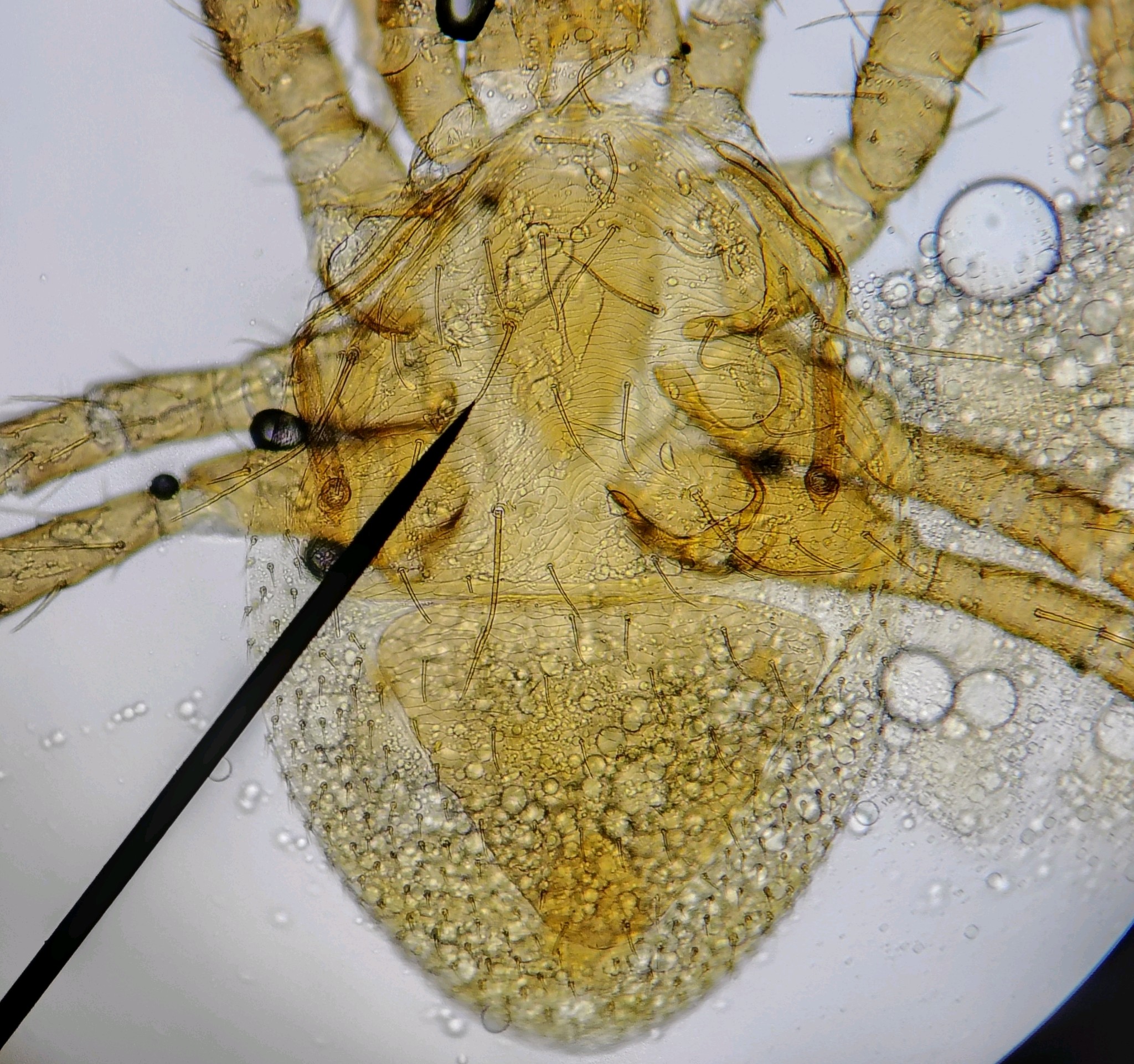 Parasitellus fucorum (De Geer, 1778)