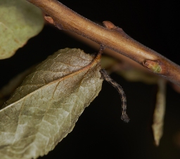 Foto af Bleg engmåler (Idaea pallidata) | Larve