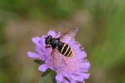 Foto af Tørve-silkesvirreflue (Sericomyia silentis) | Hun