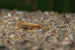Foto af Limnephilus tauricus (Limnephilus tauricus) | Han