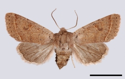 Foto af Rødgul forårsugle (Orthosia cerasi) | Standardfoto
