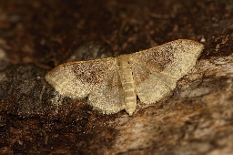 Foto af Idaea degeneraria (Idaea degeneraria) | Hun