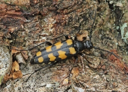 Foto af Firebåndet blomsterbuk (Leptura quadrifasciata) | Hun