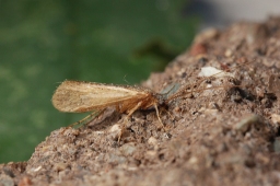 Foto af Limnephilus tauricus (Limnephilus tauricus) | Han
