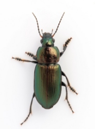 Foto af Metalgrøn bredløber (Anisodactylus poeciloides) | Standardfoto