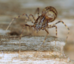 Foto af Væksthus-spytteedderkop (Scytodes fusca) | Jørgen Lissner