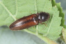 Foto af Sortstribet busksmælder (Athous vittatus) | Standardfoto
