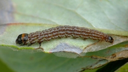 Foto af Filatima incomptella (Filatima incomptella) | Standardfoto