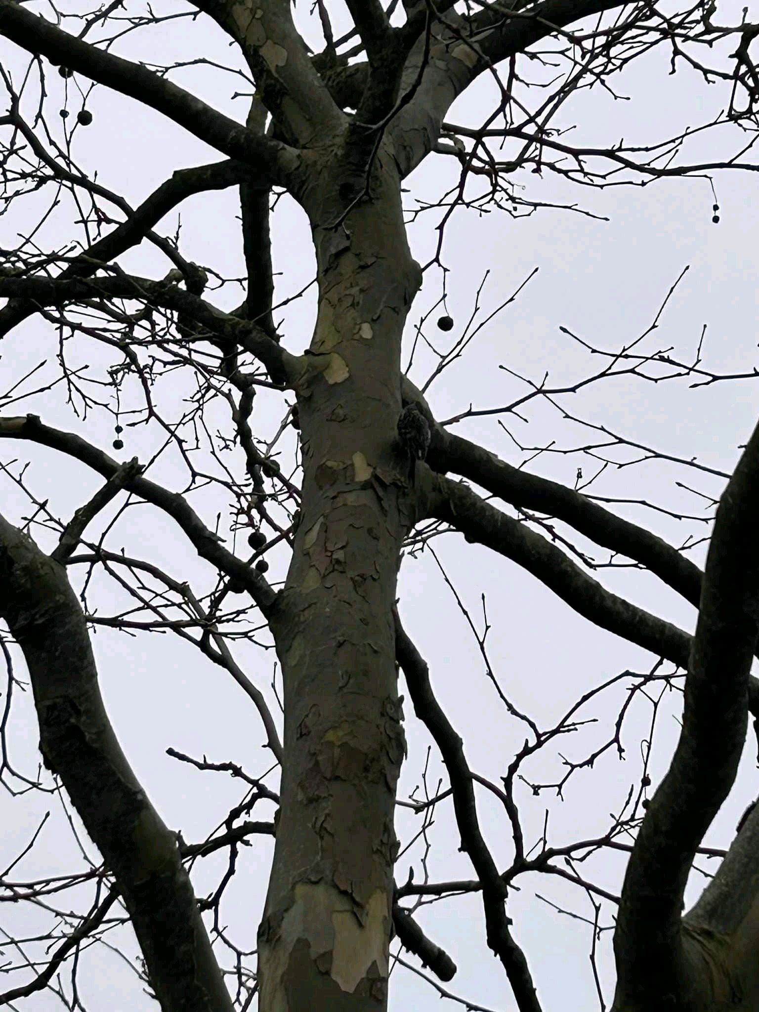 Short-toed Treecreeper (Certhia brachydactyla), photo 6
