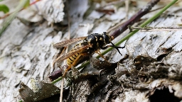 Foto af Gul vedsvirreflue (Temnostoma vespiforme) | Hun