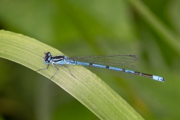 Foto af Hestesko-vandnymfe (Coenagrion puella) | Han
